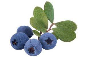blueberries_domestic