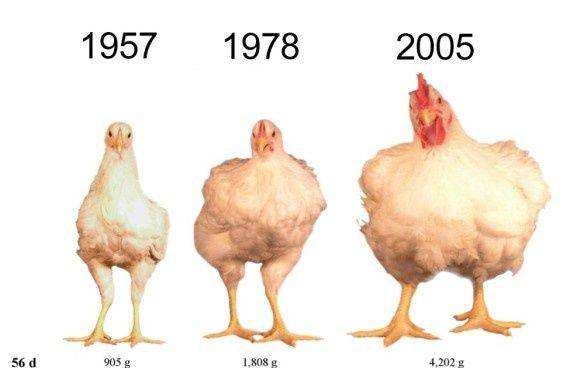 Sostanze nei polli per farli crescere in fretta=Tossiemia - addiotossine